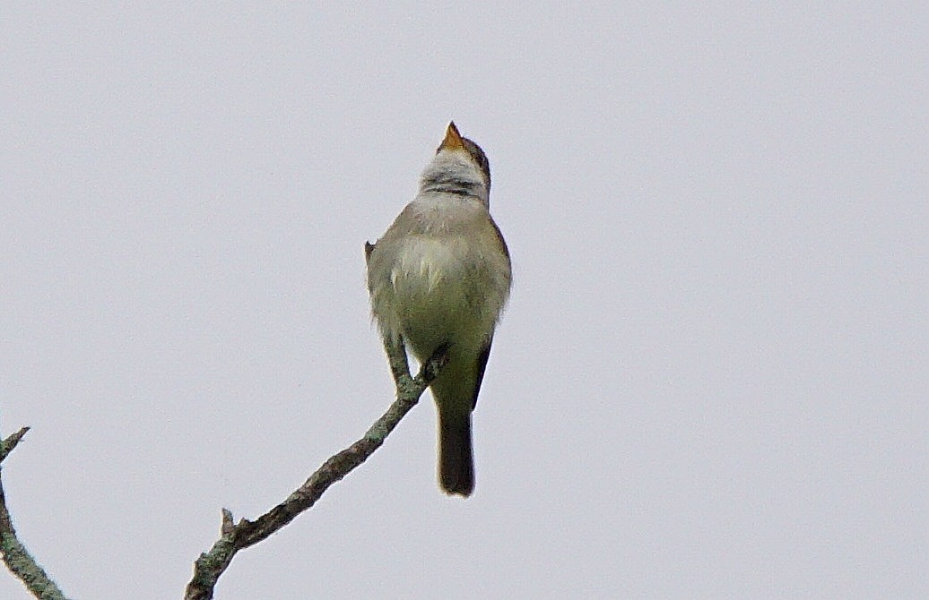 Willow Flycatcher - ML164743821