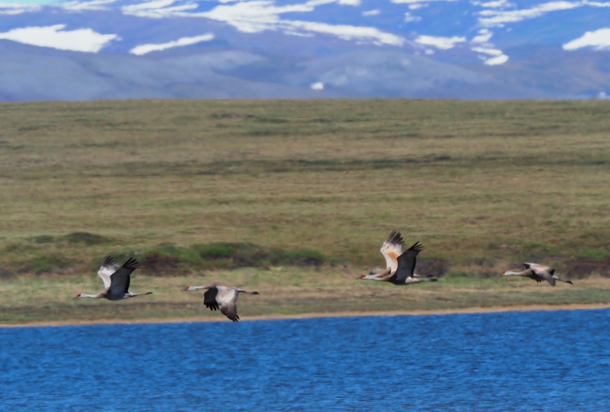 Sandhill Crane - ML164743971