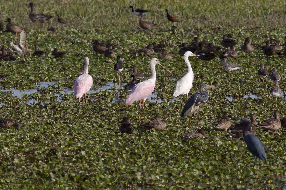 Tricolored Heron - ML164744551