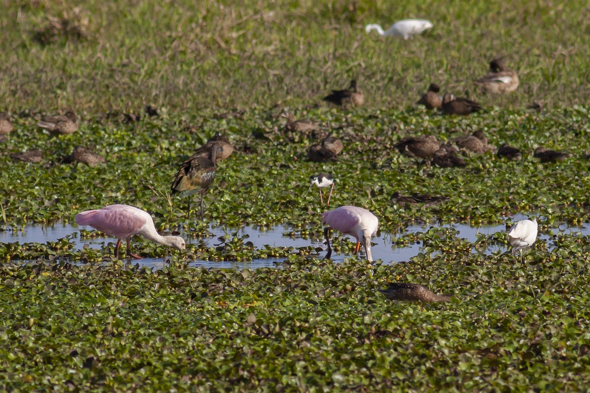 Roseate Spoonbill - ML164744771