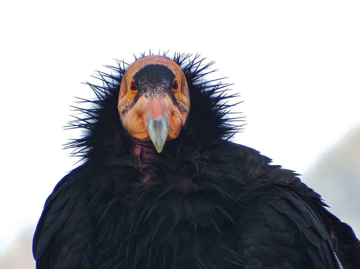 California Condor - ML164748541