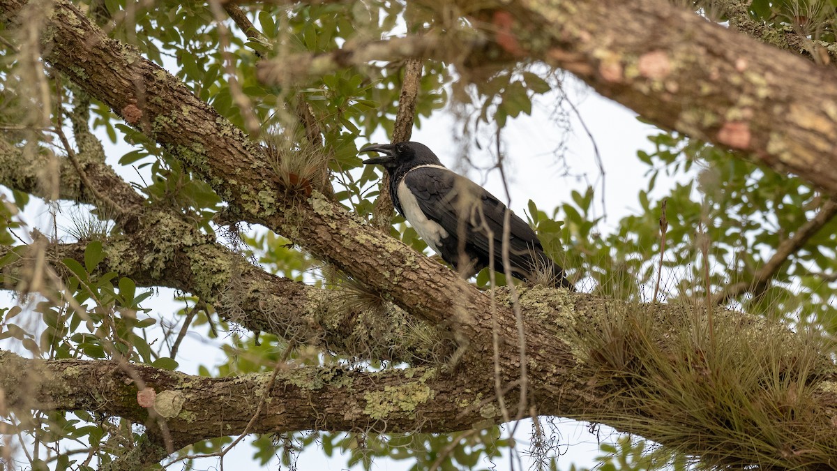 Corbeau pie - ML164748591