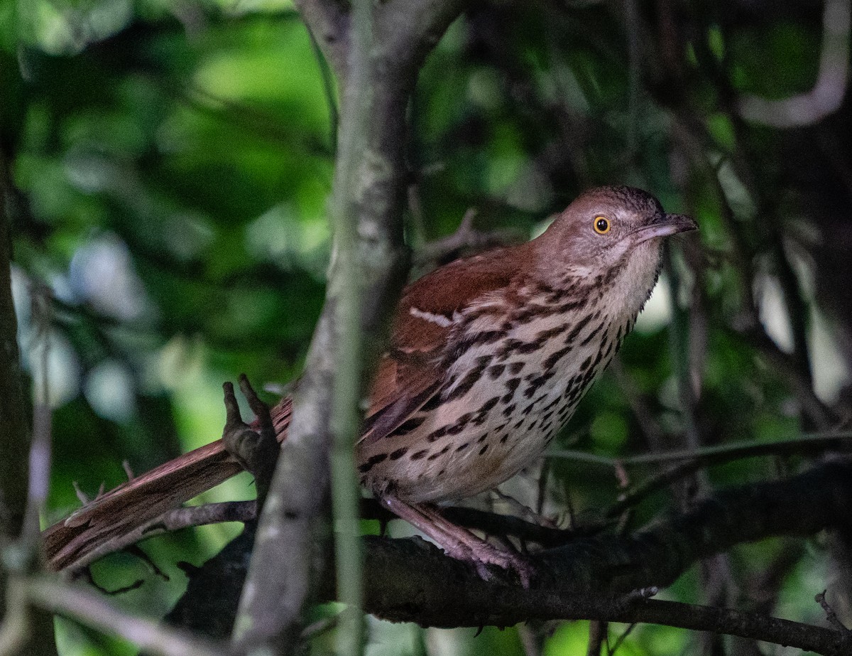 Brown Thrasher - ML164748711