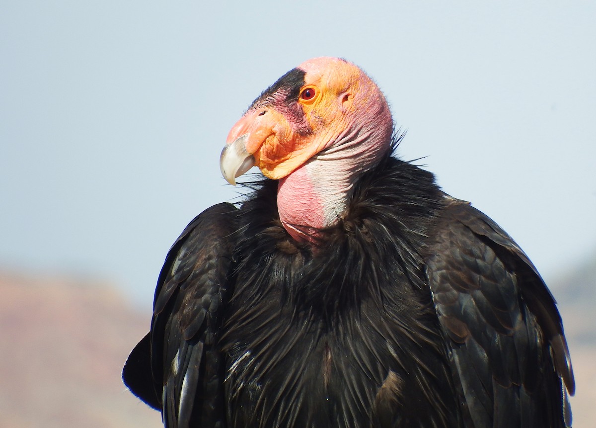 Cóndor Californiano - ML164748751