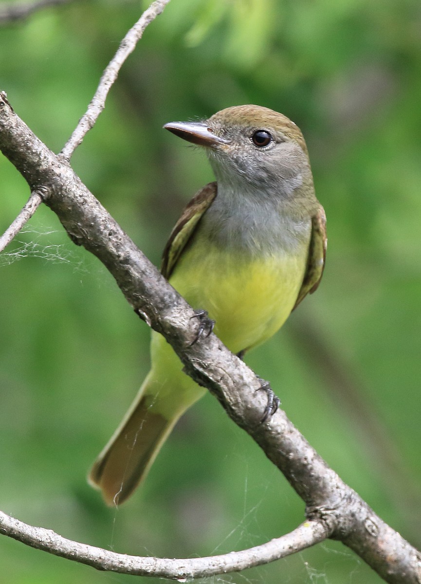 Great Crested Flycatcher - Laure Wilson Neish