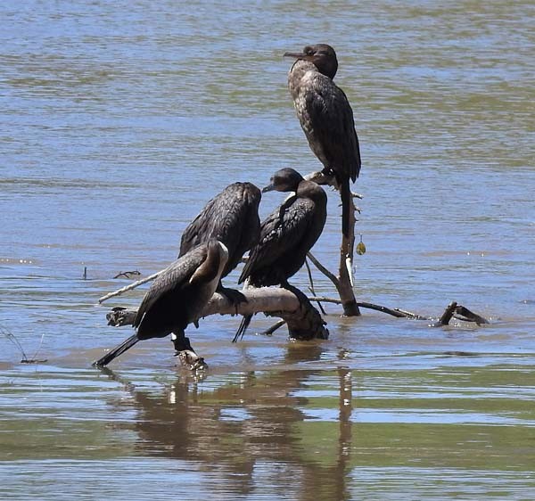 Cormoran à aigrettes - ML164750731