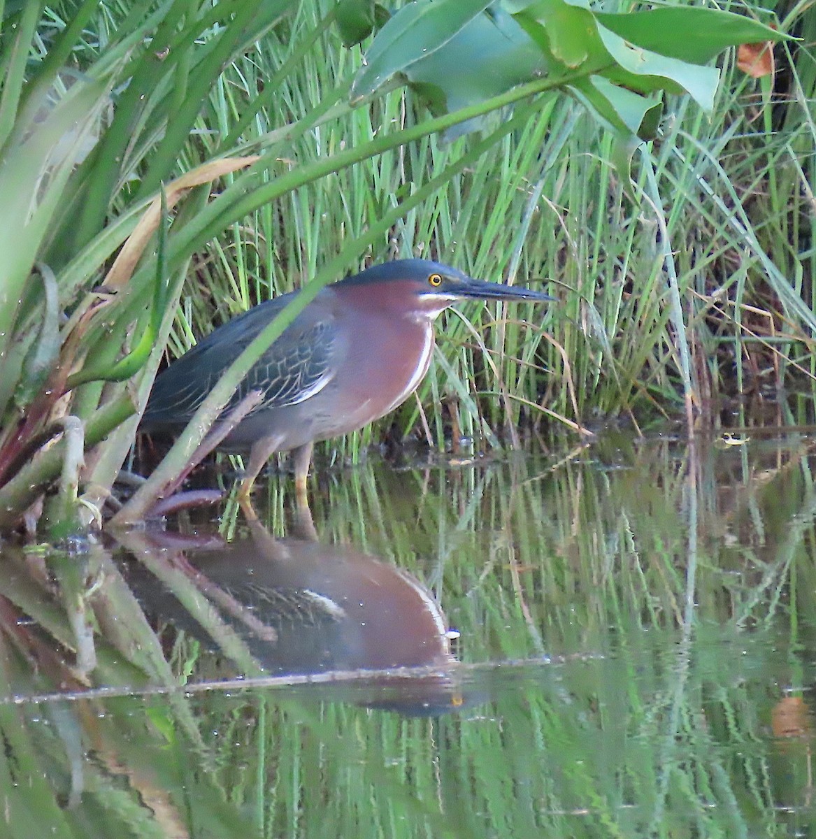 Green Heron - ML164751611