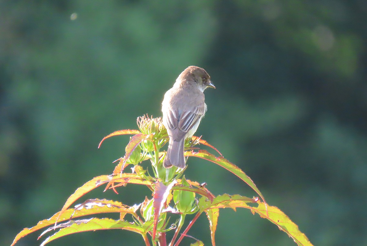 Eastern Phoebe - ML164751731