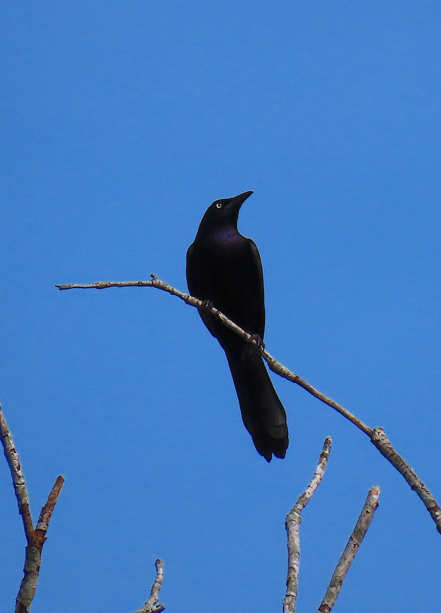 Common Grackle - ML164752071