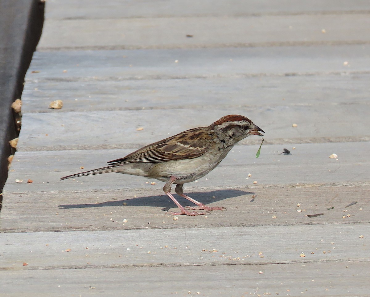 Chipping Sparrow - ML164752761