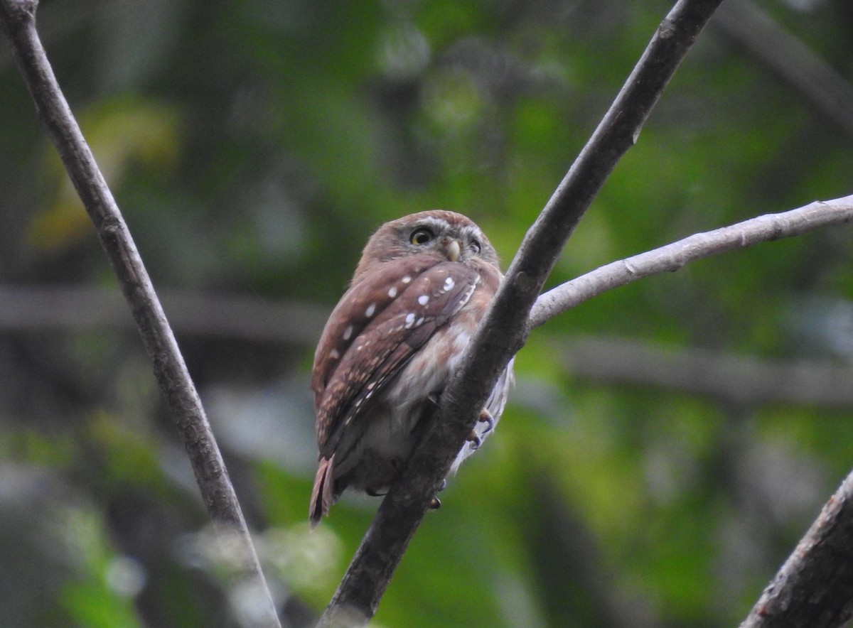 Ferruginous Pygmy-Owl - ML164752841