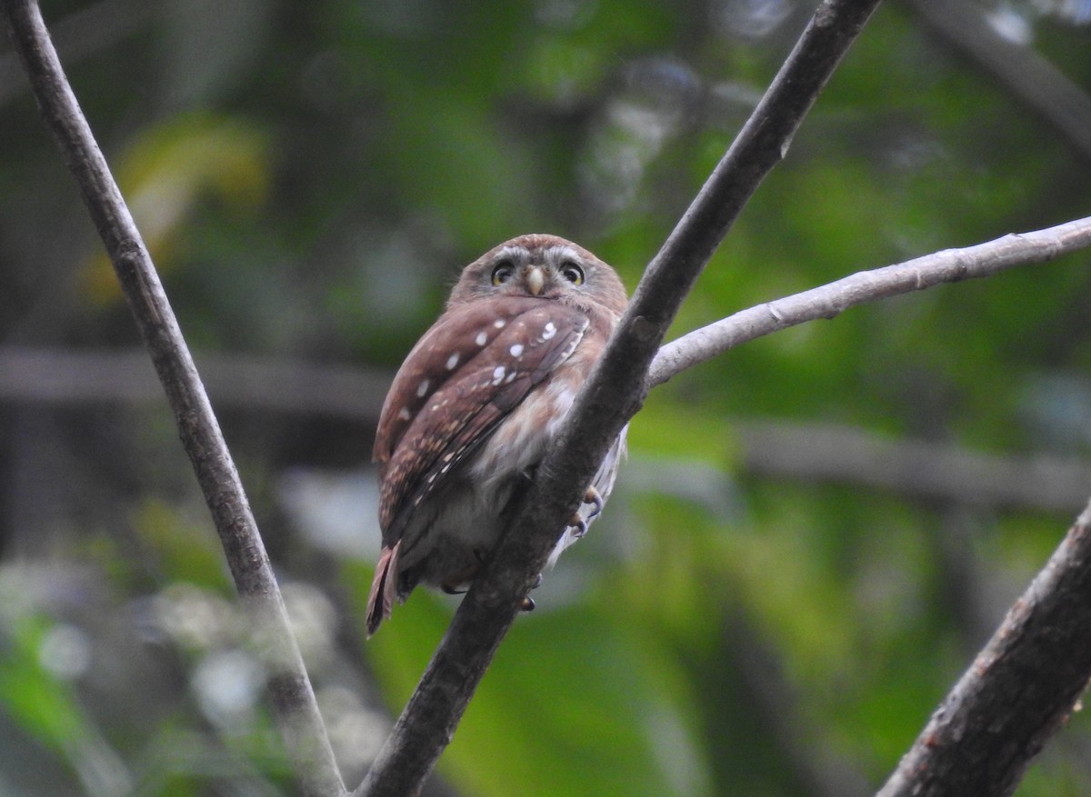 Ferruginous Pygmy-Owl - ML164752851