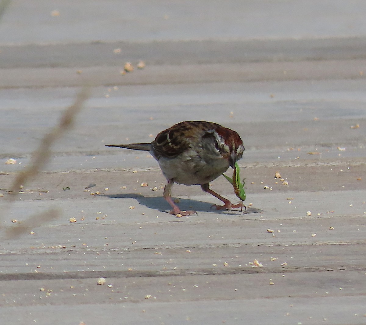 Chipping Sparrow - ML164752861