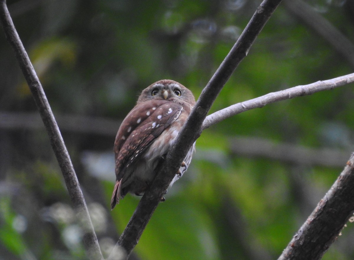 Ferruginous Pygmy-Owl - ML164752871