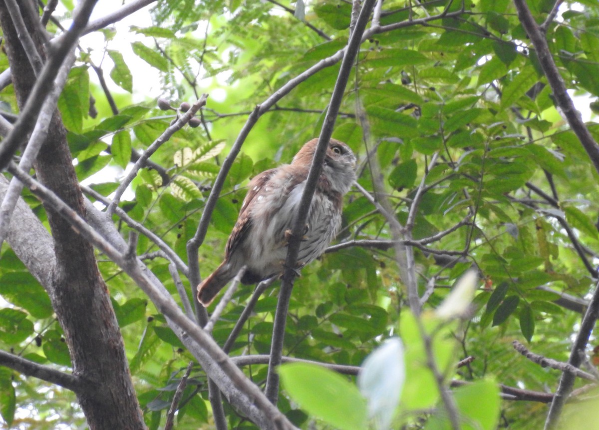 Ferruginous Pygmy-Owl - ML164752901