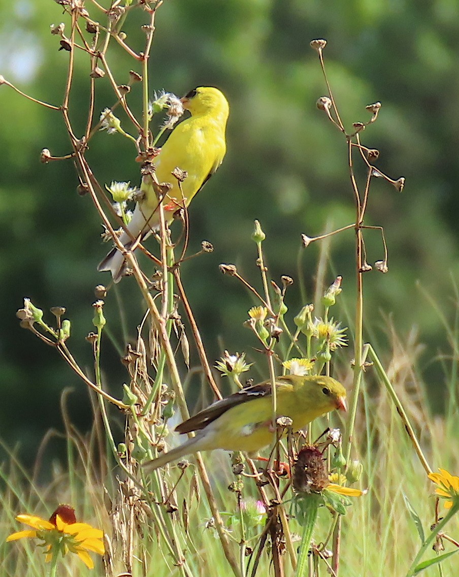 American Goldfinch - ML164752981