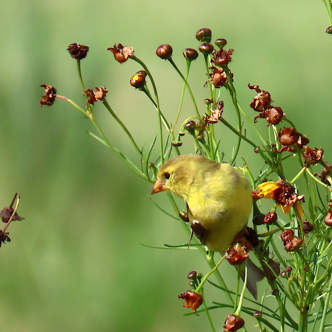 American Goldfinch - ML164753031