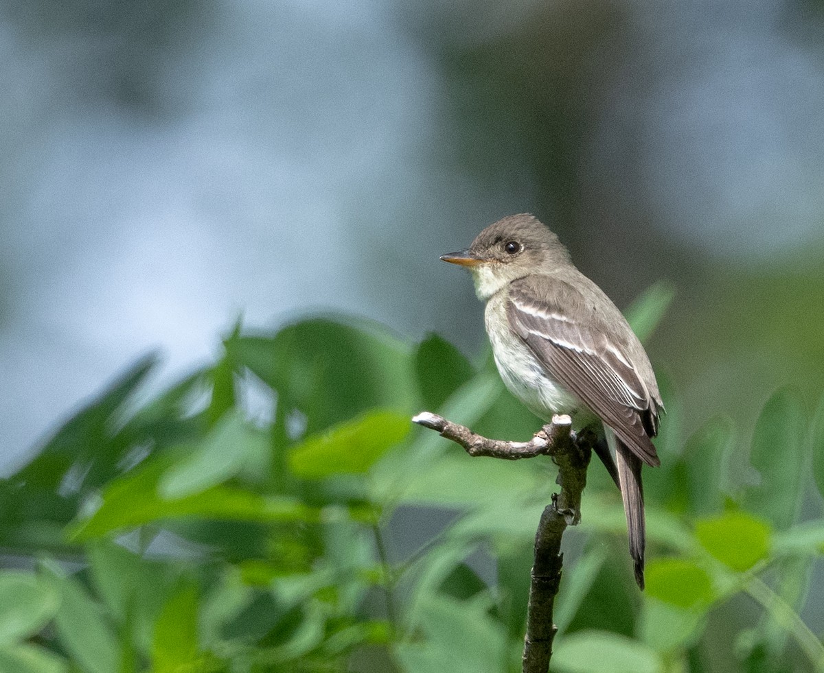 Eastern Wood-Pewee - Greg Goodson