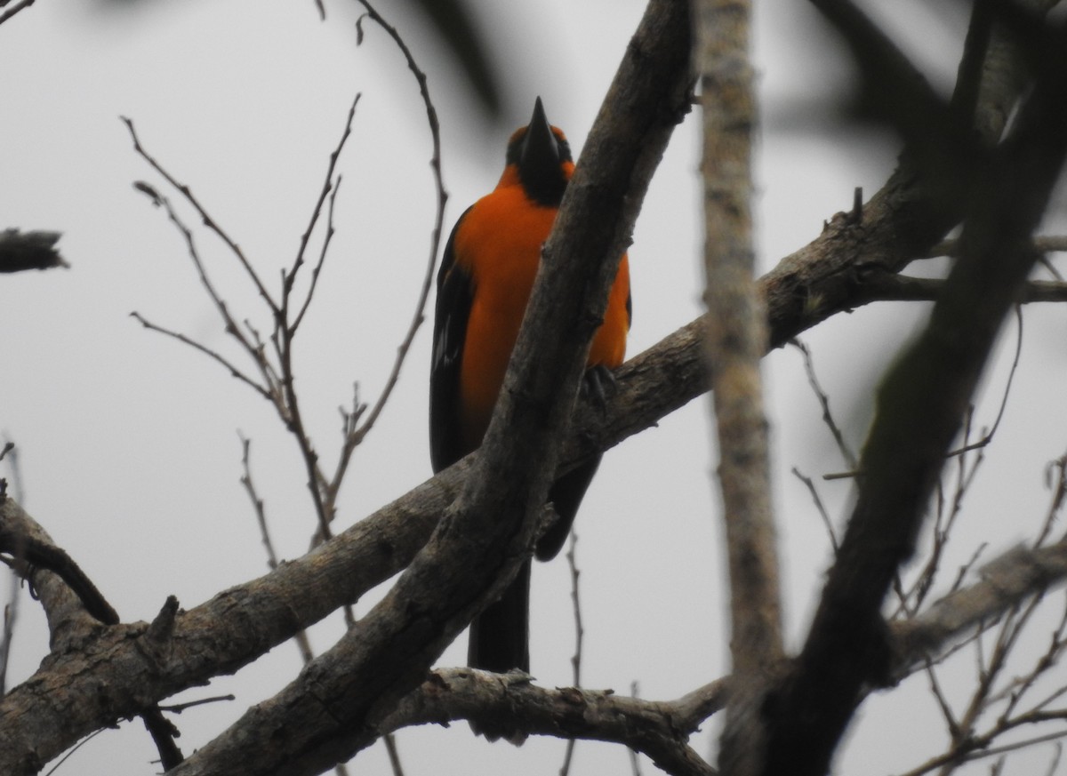 Streak-backed Oriole - ML164753321