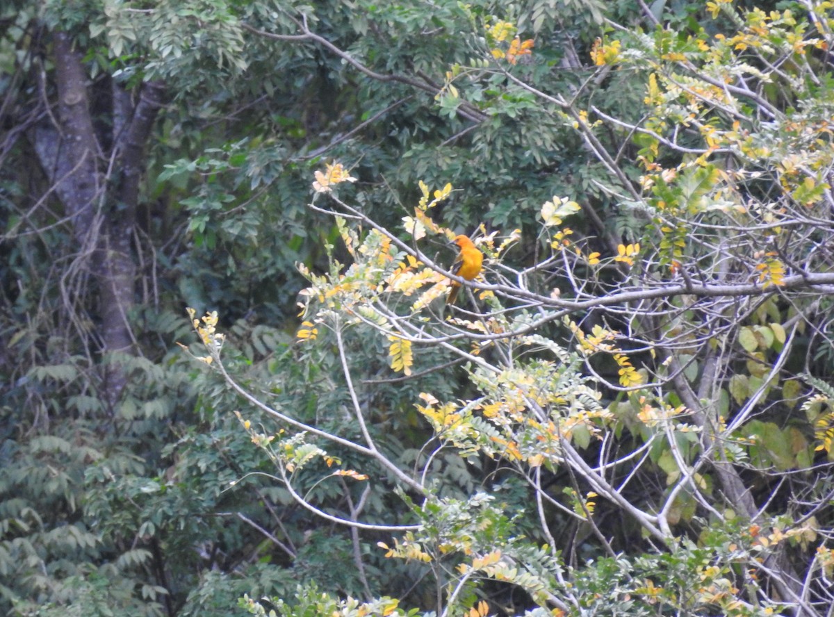 Streak-backed Oriole - ML164753351