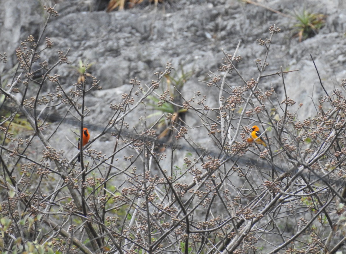 Streak-backed Oriole - ML164753361