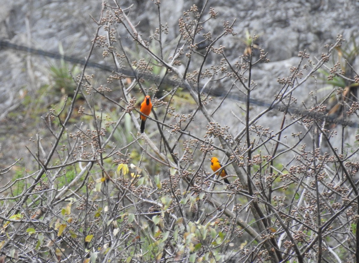 Streak-backed Oriole - ML164753371