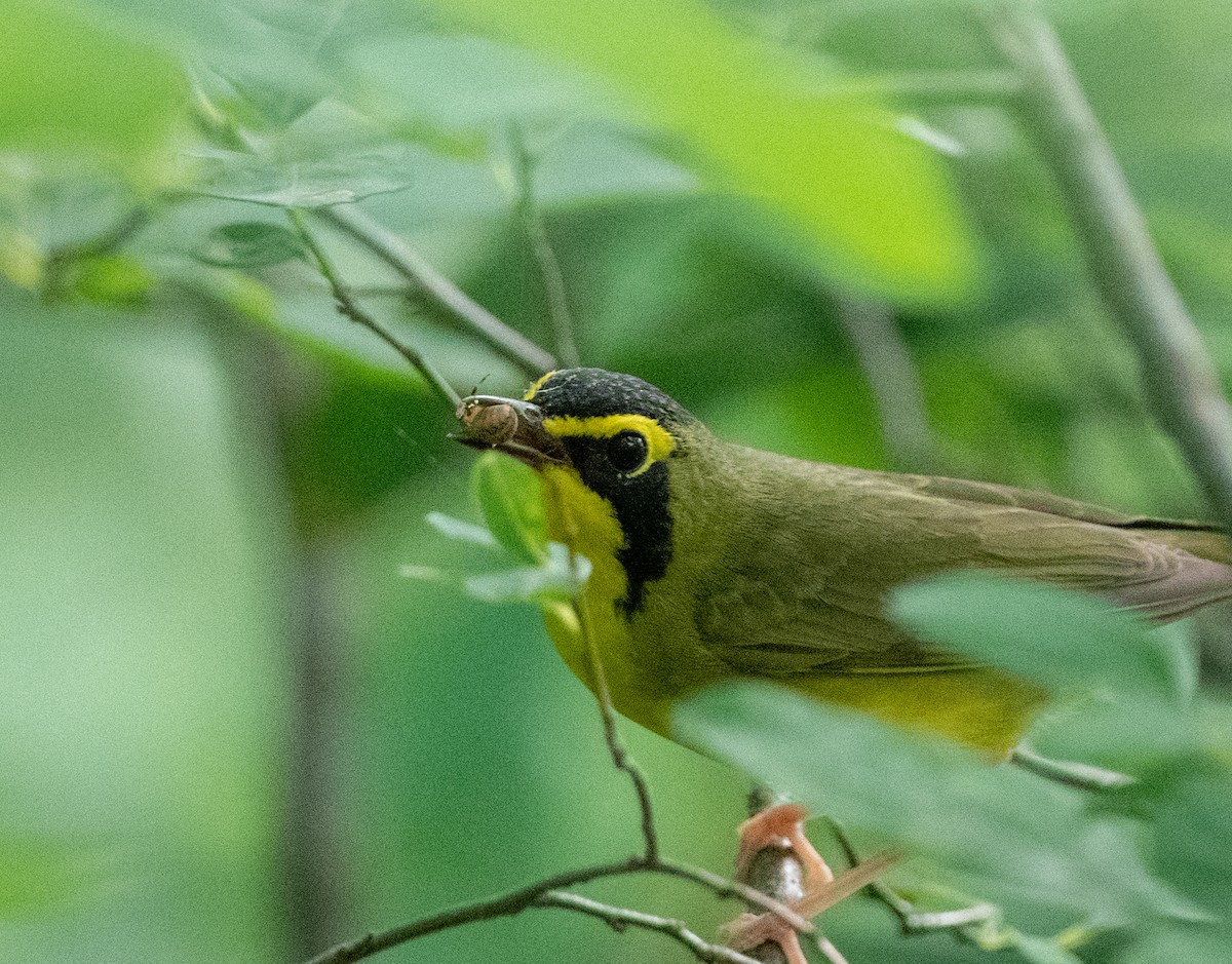 Kentucky Warbler - Greg Goodson