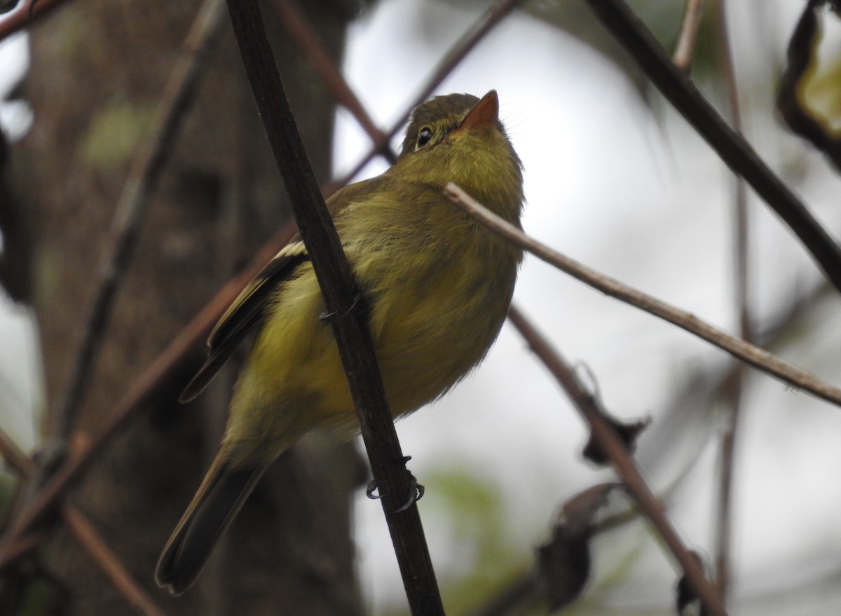 Least Flycatcher - Rudy Botzoc @ChileroBirding