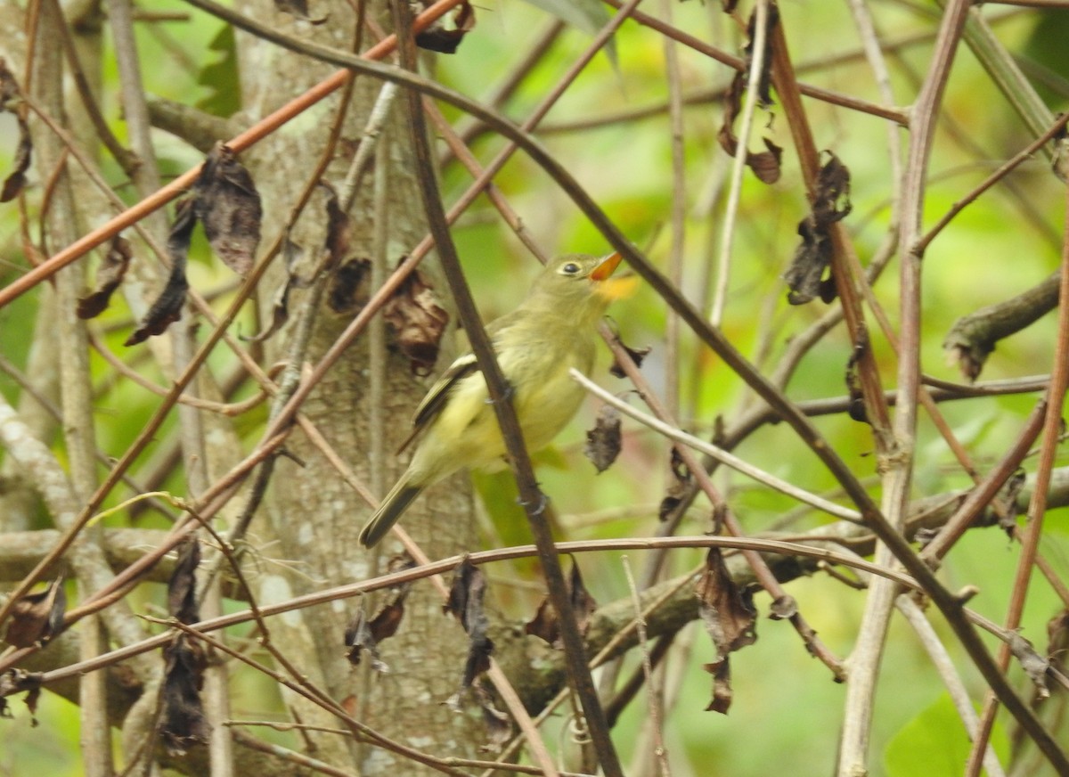 Least Flycatcher - ML164753801