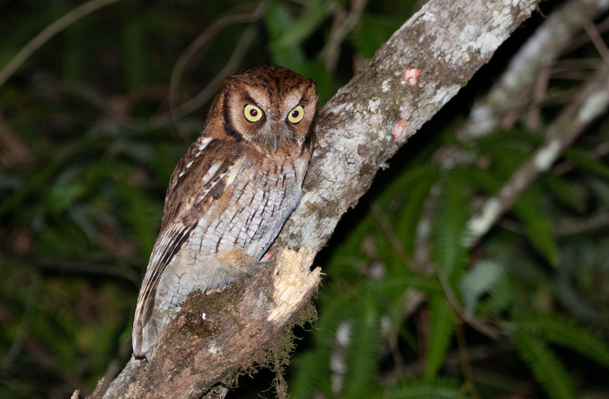 Tropical Screech-Owl - ML164753851