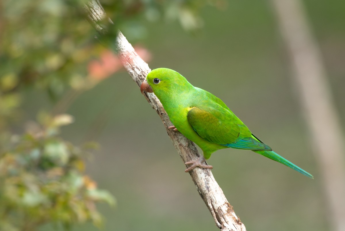 Plain Parakeet - ML164753911