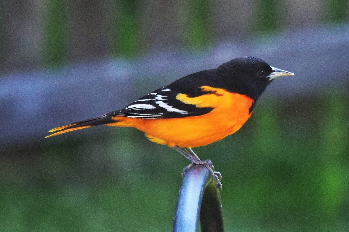 Baltimore Oriole - ML164755011