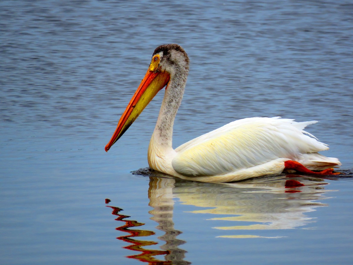 American White Pelican - Dan Winkler