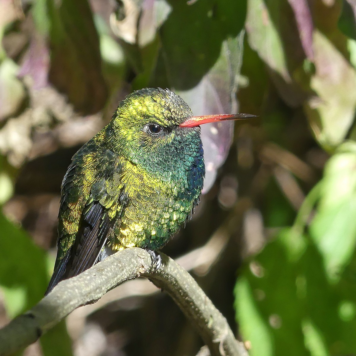 Glittering-bellied Emerald - Jorge  Quiroga