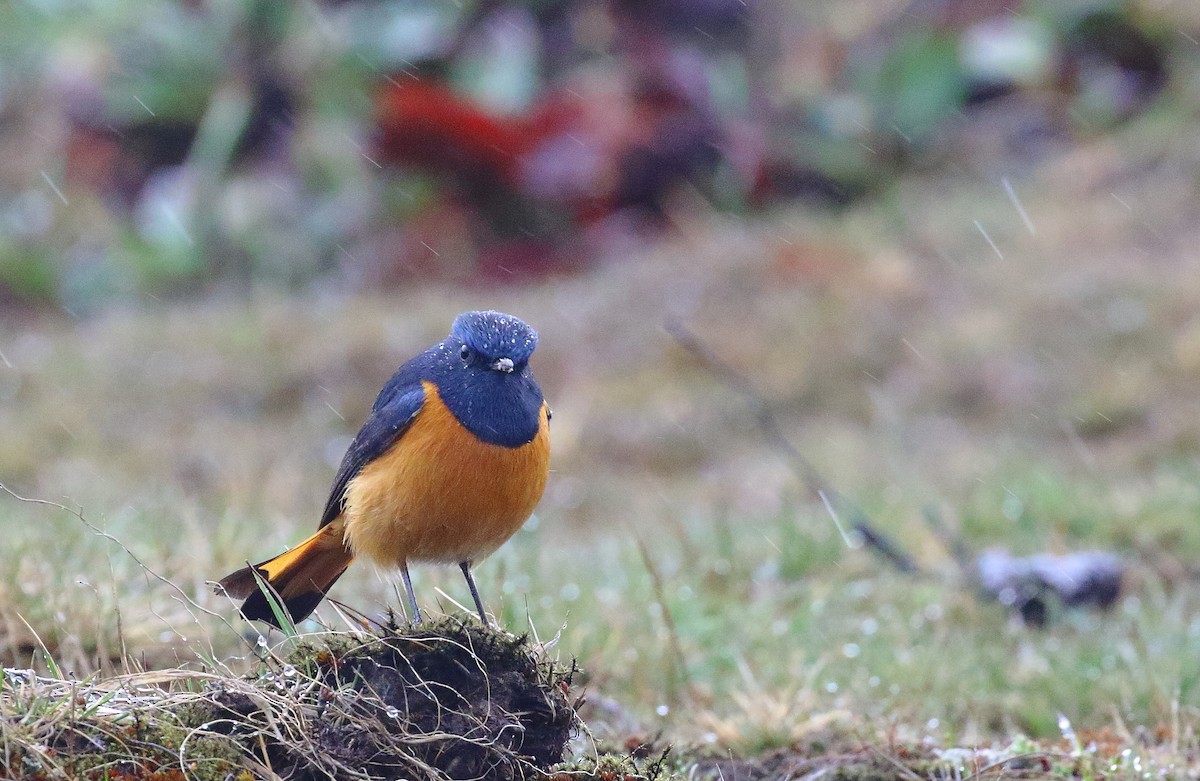 Blue-fronted Redstart - ML164758621