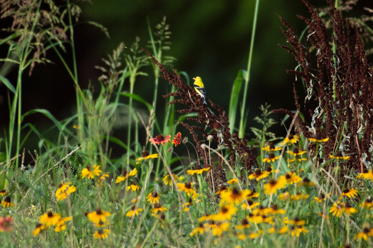 American Goldfinch - ML164759791