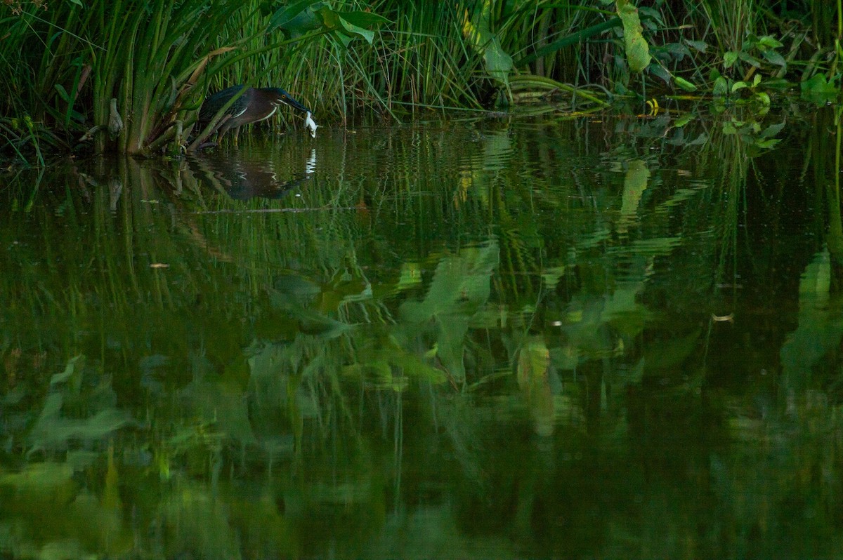 Green Heron - ML164760421