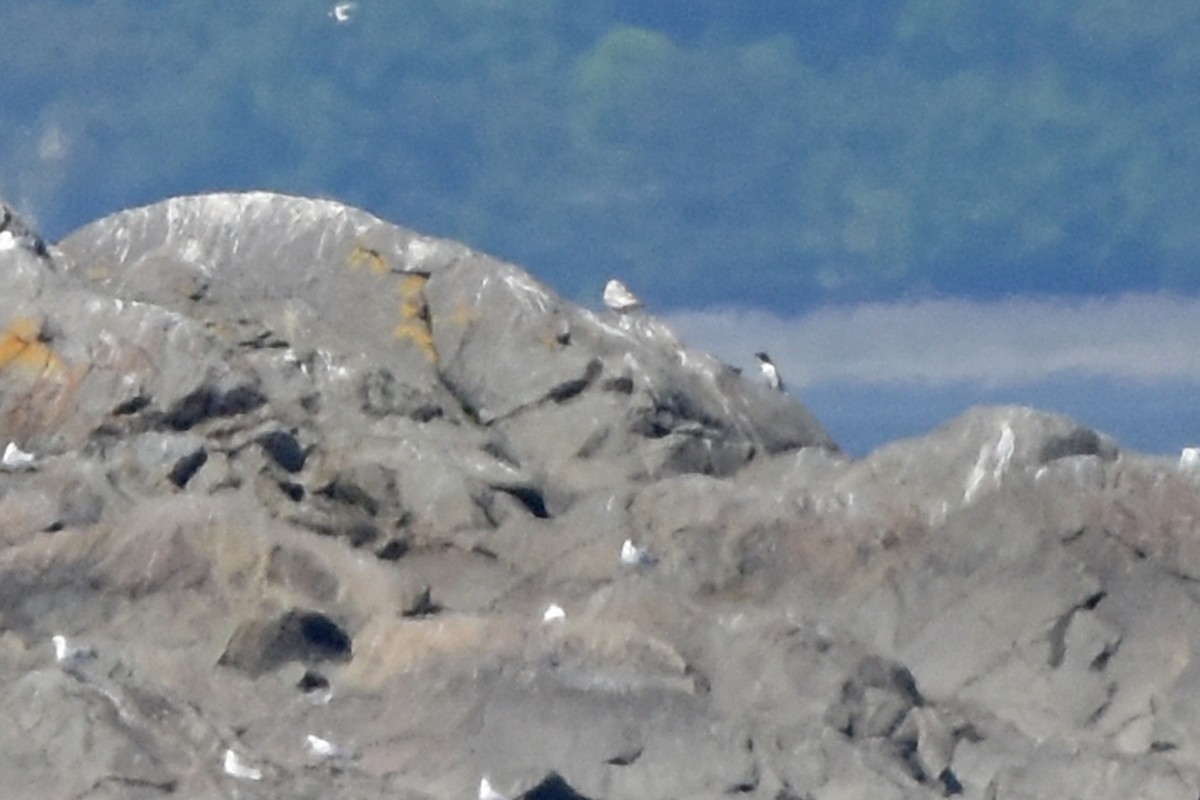 Razorbill - Marie O'Neill