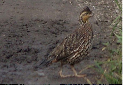 Northern Bobwhite - ML164762441