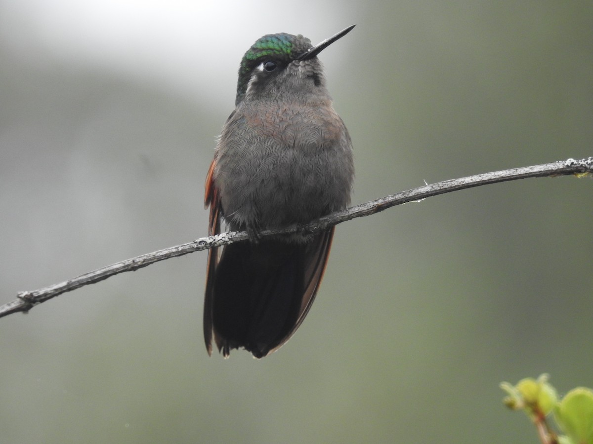 Garnet-throated Hummingbird - ML164764121