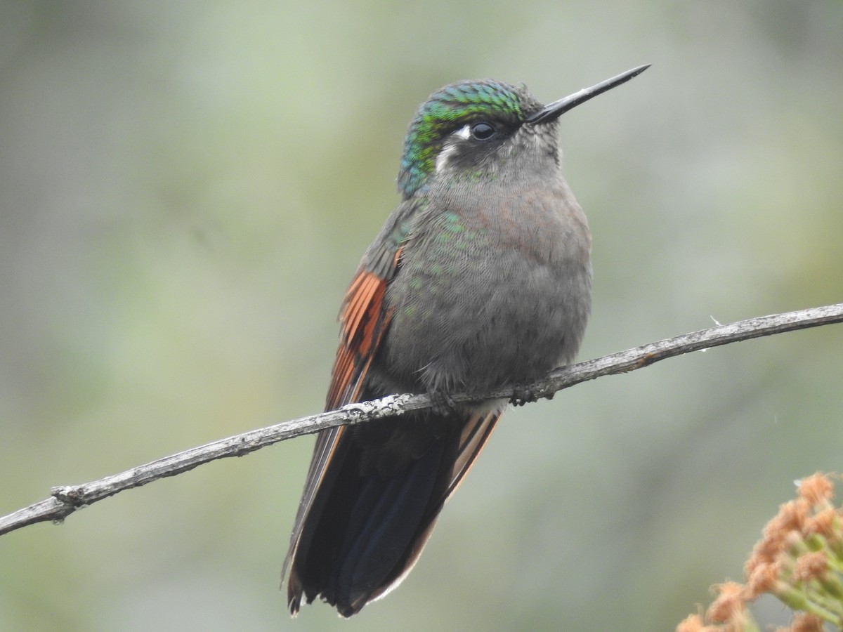 Garnet-throated Hummingbird - ML164764141