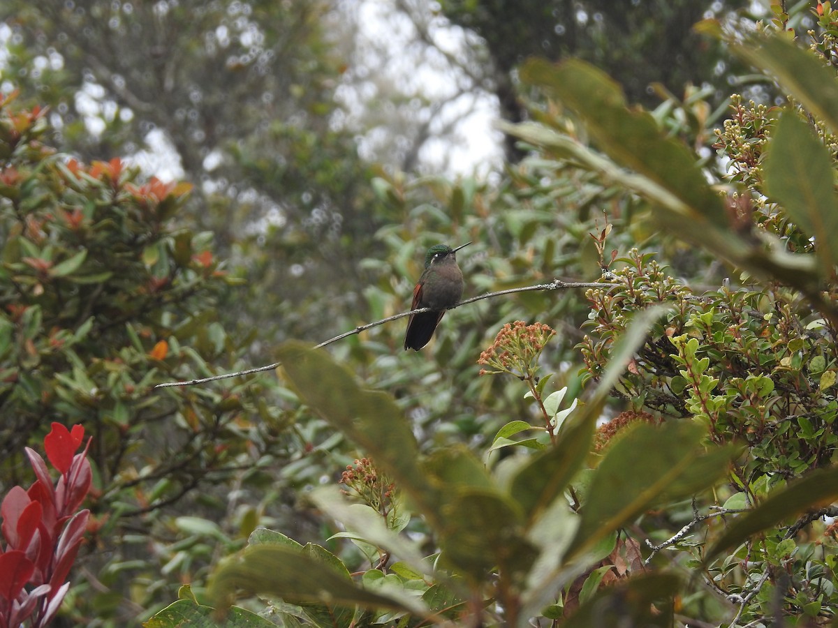 Garnet-throated Hummingbird - ML164764151