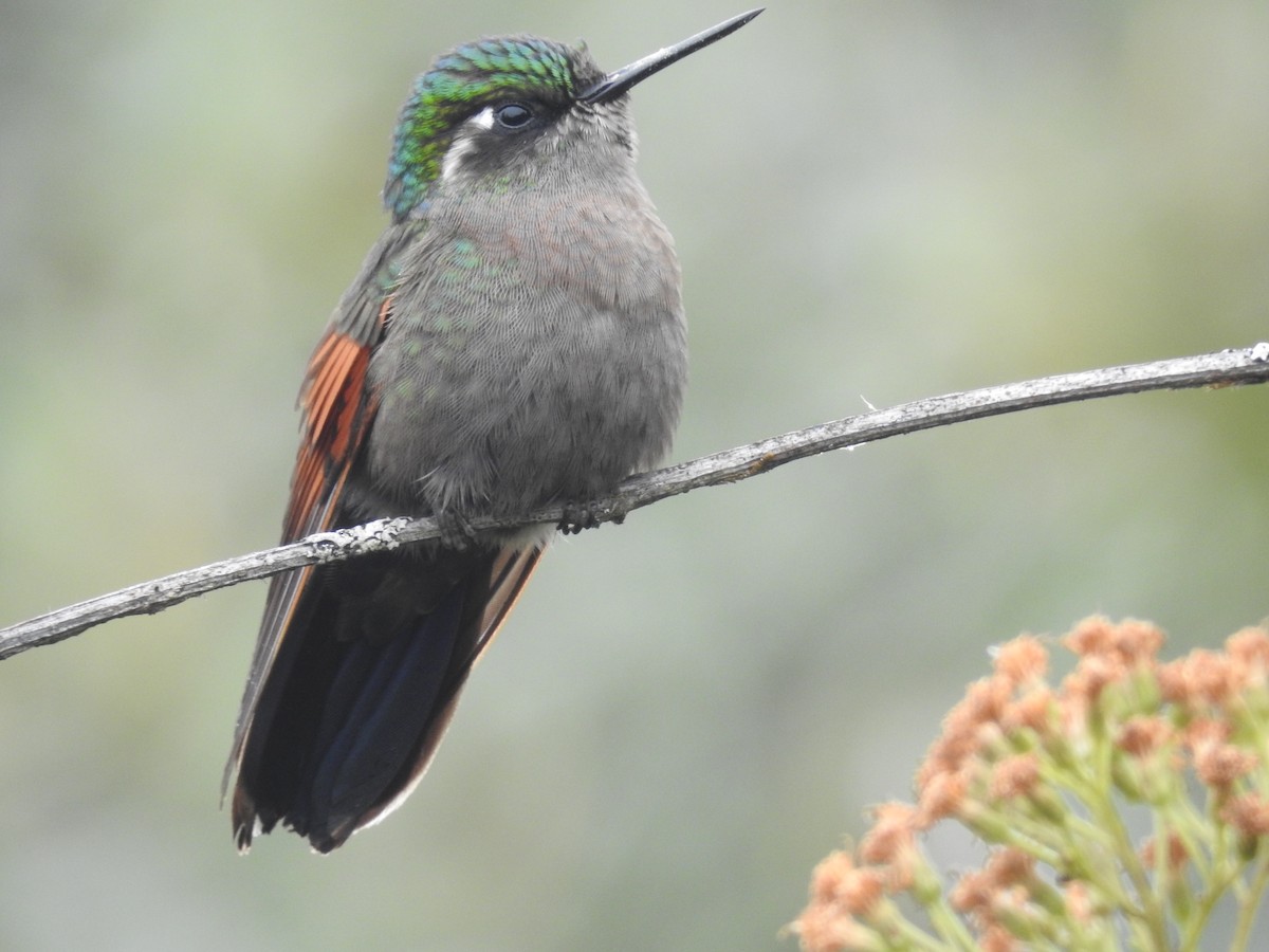 Garnet-throated Hummingbird - ML164764161