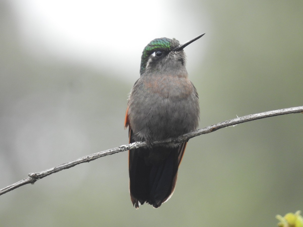 Garnet-throated Hummingbird - ML164764181