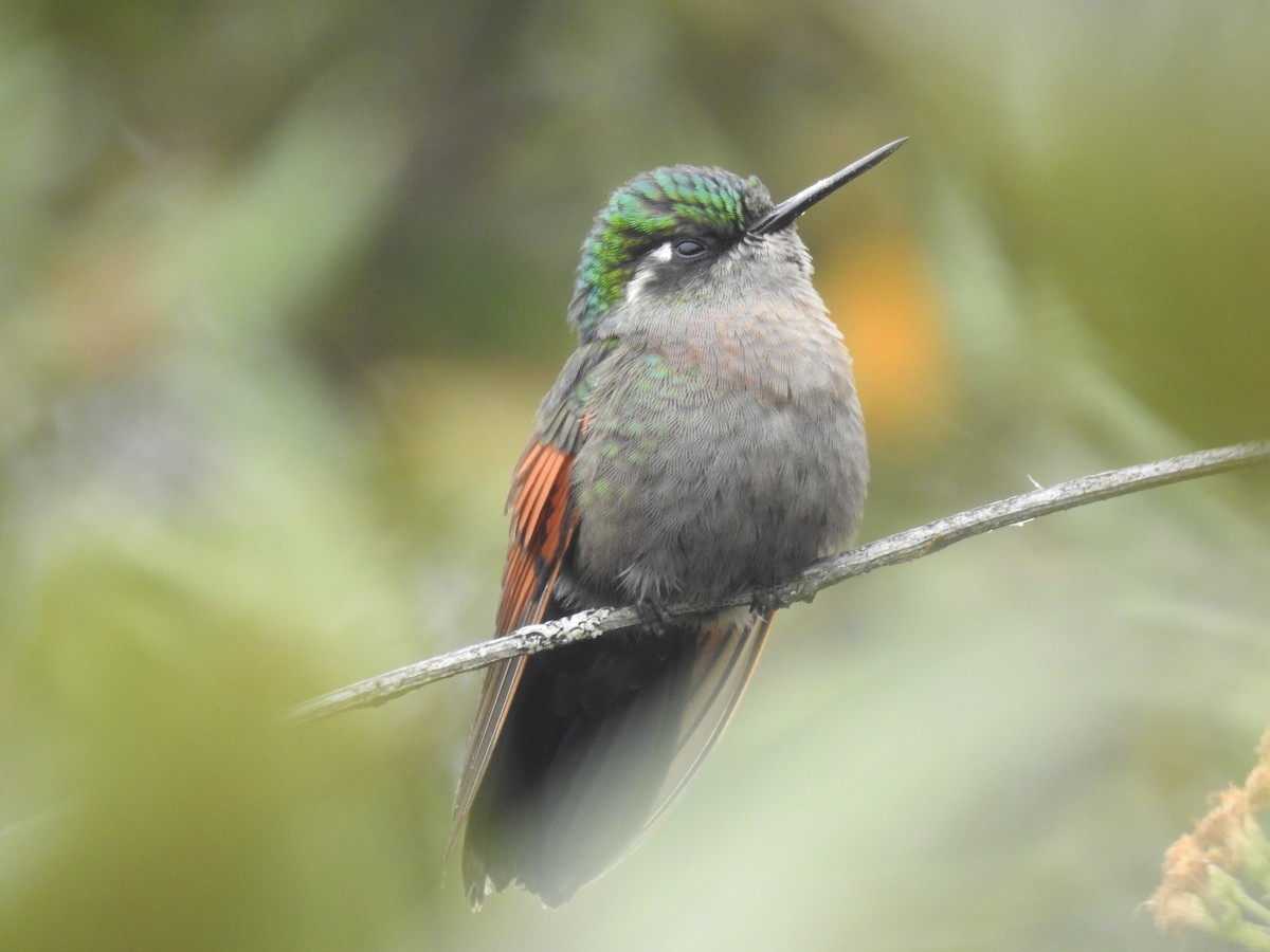 Garnet-throated Hummingbird - Rudy Botzoc @ChileroBirding