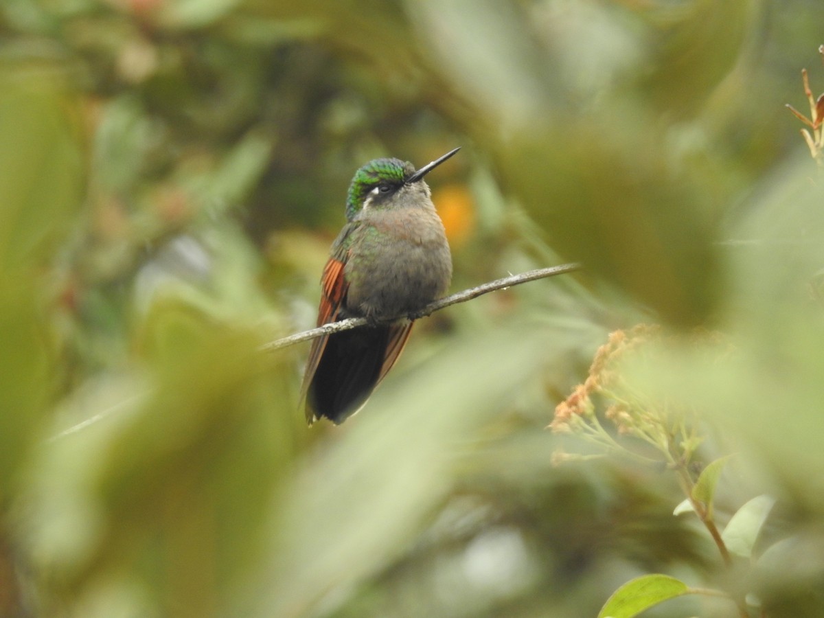 Garnet-throated Hummingbird - ML164764201