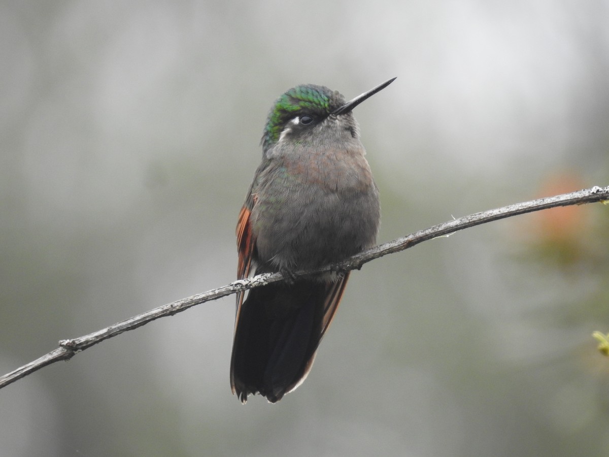 Garnet-throated Hummingbird - ML164764221