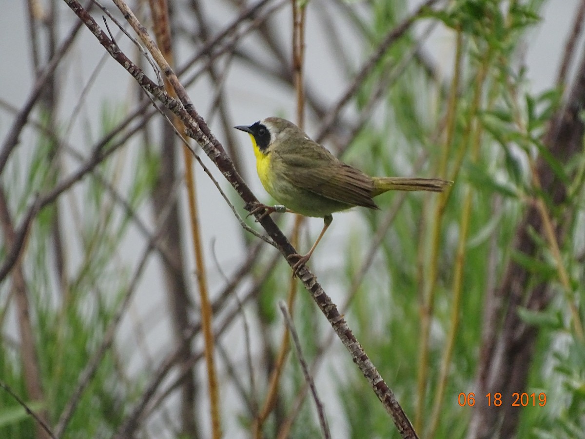 Common Yellowthroat - ML164764781