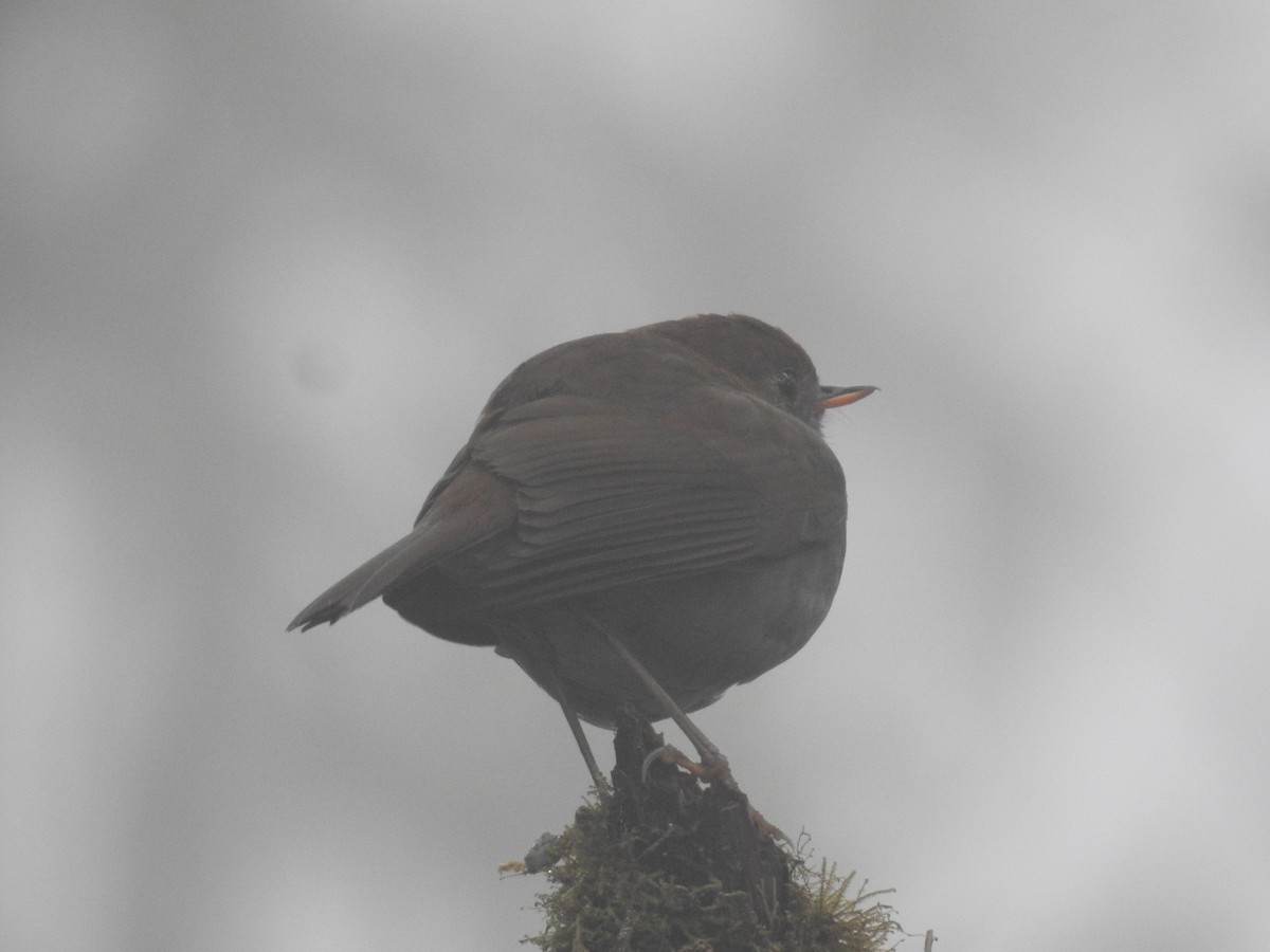 Ruddy-capped Nightingale-Thrush - ML164765031