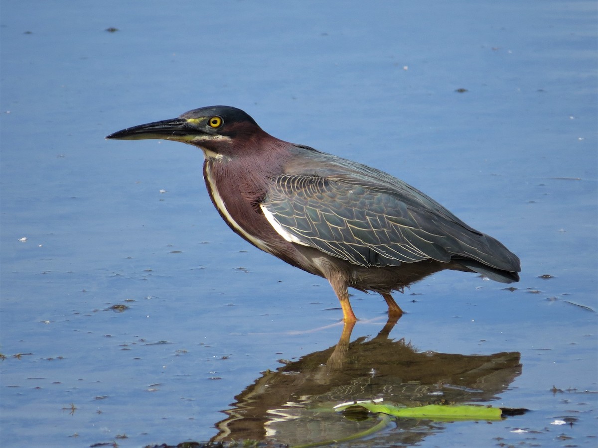 Green Heron - ML164765801